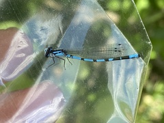 Enallagma laterale