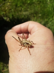 Atlanticus testaceus