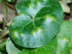 Puccinia asarina