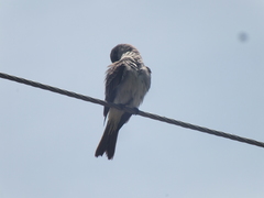 Tyrannus dominicensis