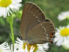 Satyrium acaciae