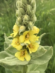 Verbascum thapsus