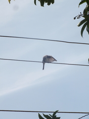 Tyrannus dominicensis