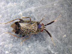 Atractotomus mali