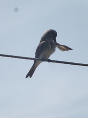 Tyrannus dominicensis