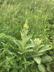 Verbascum thapsus