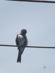 Tyrannus dominicensis