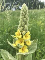 Verbascum thapsus