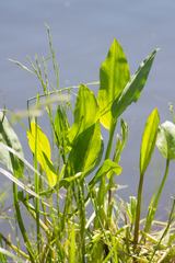 Alisma plantago-aquatica