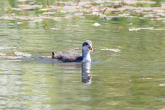 Fulica atra