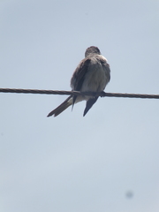 Tyrannus dominicensis