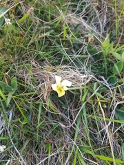 Viola lutea