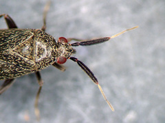Atractotomus mali