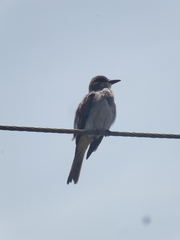 Tyrannus dominicensis