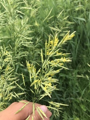Bromus inermis