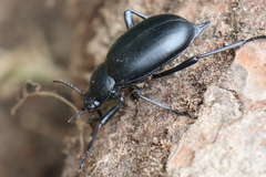 Blaps lusitanica