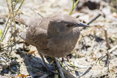 Sturnus vulgaris