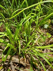 Carex folliculata