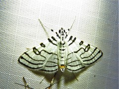 Conchylodes concinnalis
