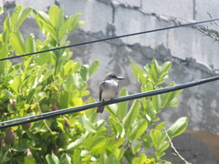 Tyrannus dominicensis