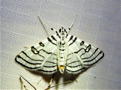 Conchylodes concinnalis