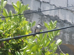 Tyrannus dominicensis