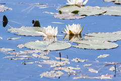 Nymphaea