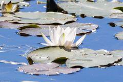 Nymphaea