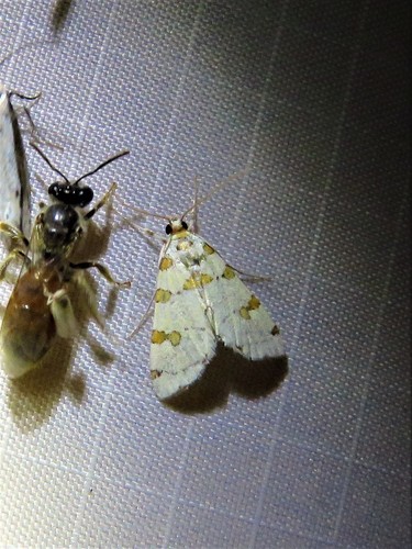 Eight-barred Lygropia Moth photo 3