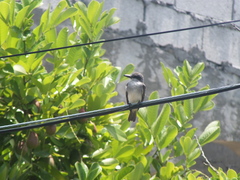 Tyrannus dominicensis
