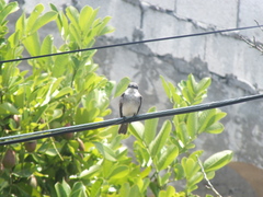 Tyrannus dominicensis