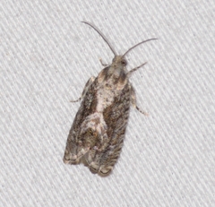 Cydia lacustrina