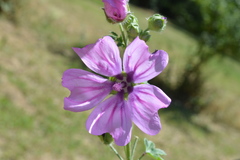 Wilde Malve (Malva sylvestris): Herkunft und Verwendung — Foto 2