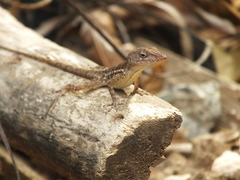 Anolis lineatopus