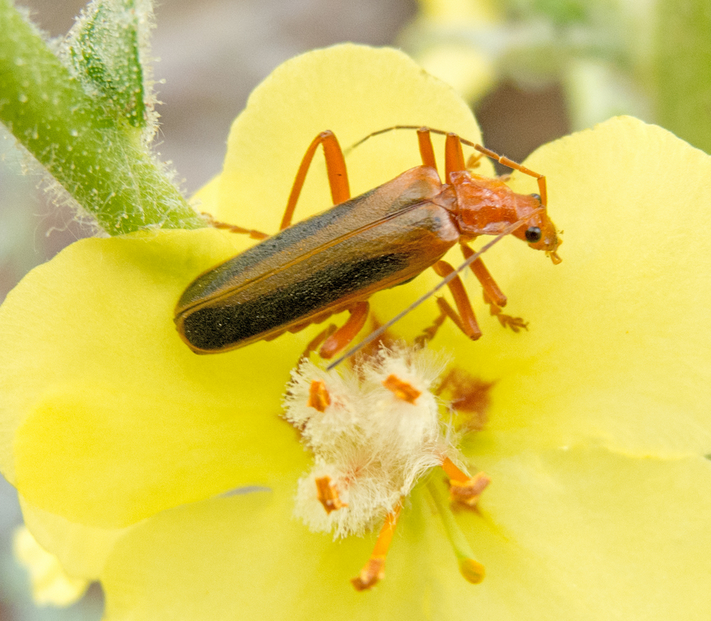 Armidia signata