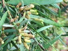 Afrocarpus
