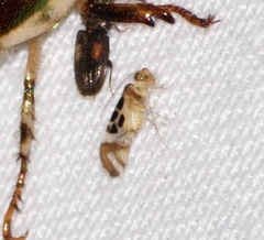 Graphopsocus cruciatus