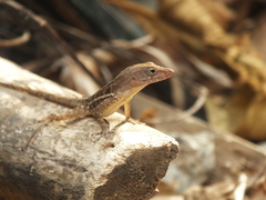 Anolis lineatopus