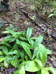Clintonia