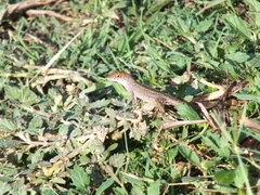Anolis sagrei