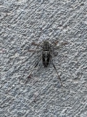 Neoclytus scutellaris