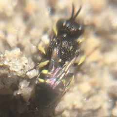 Oxybelus bipunctatus