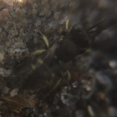 Oxybelus bipunctatus