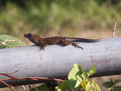 Anolis sagrei