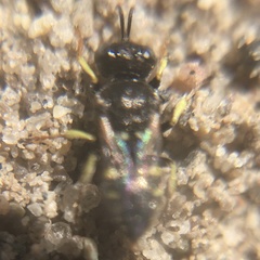 Oxybelus bipunctatus