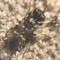 Oxybelus bipunctatus