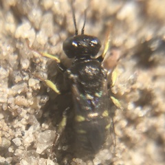 Oxybelus bipunctatus