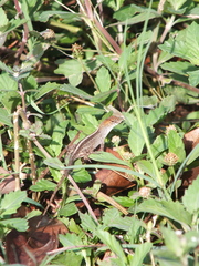 Anolis sagrei