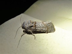 Sympistis perscripta