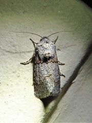 Sympistis perscripta